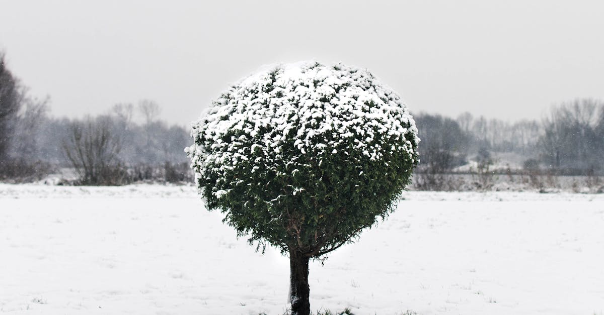 Advanced Listening Skills: Understanding Nuance in Dutch Media