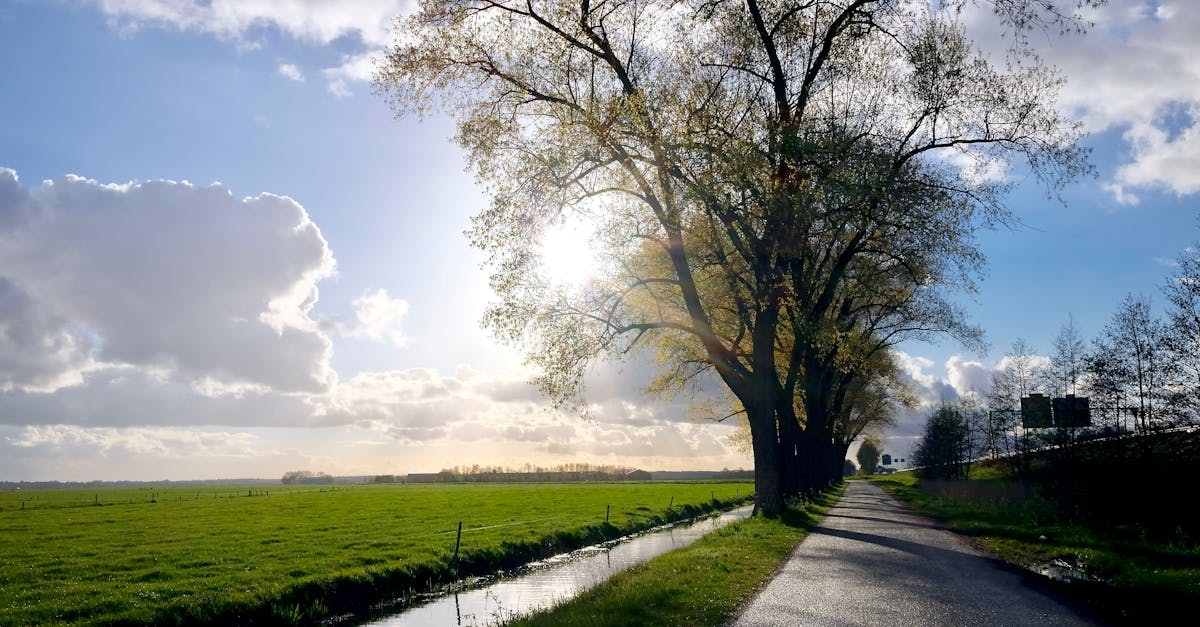 Building a Support Network for Your Dutch Learning Journey