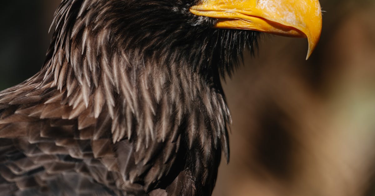 Enhancing Your Dutch Skills Through Local Language Exchange Meetups