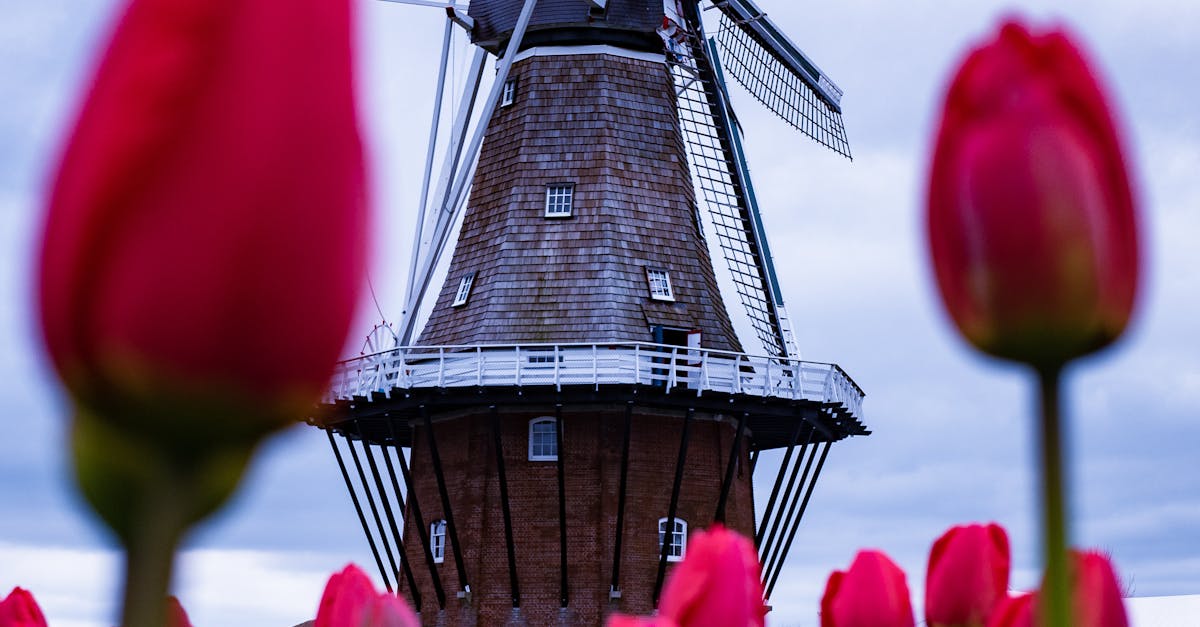 Making Connections: Networking at Dutch Language Meetups