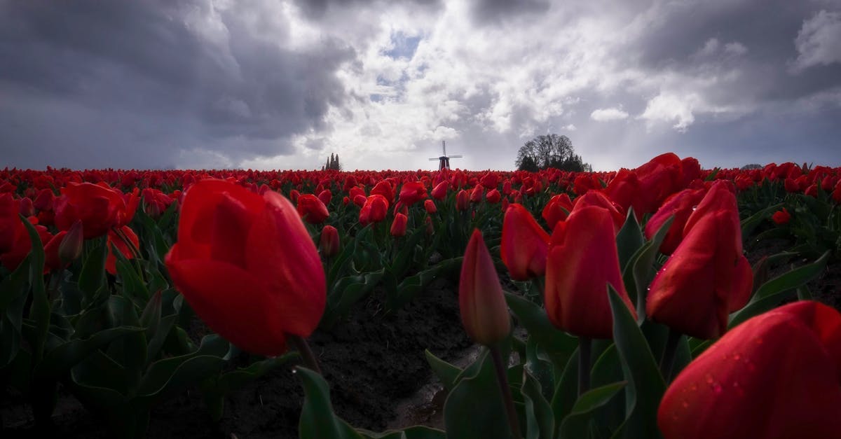 Unlocking Fluent Conversations in Dutch from Home